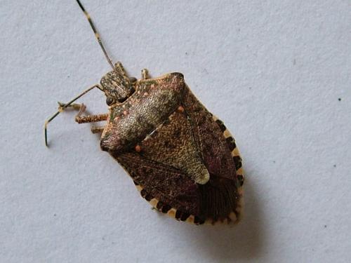 Halyomorpha halys